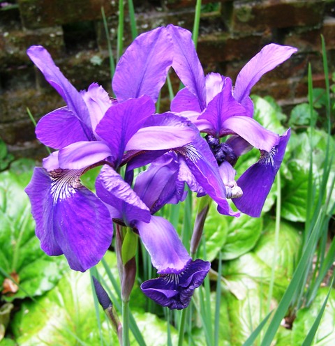 Iris sibirica