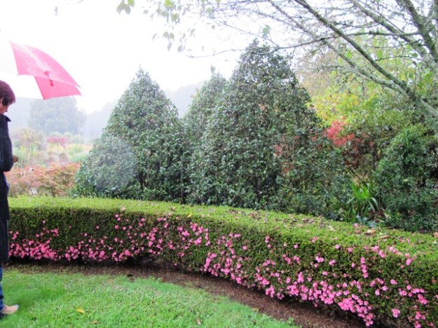Tightly clipped azalea hedge 
