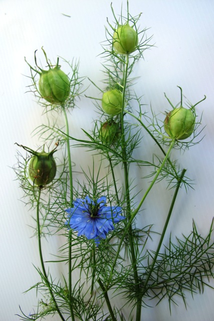 Nigella damascens