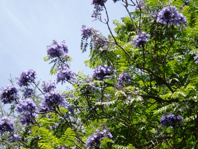 Jacaranda mimosifolia
