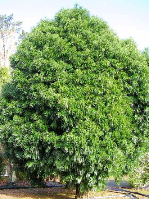 Alas, the Podocarpus henkelii I saw have no chance of ever reaching this stature