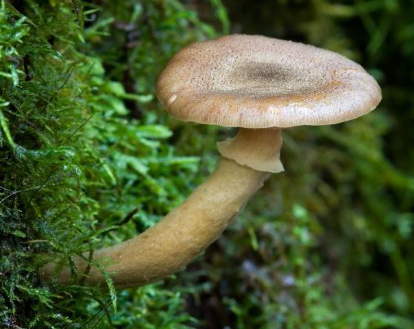 Armillaria hinnulea - one of three species we have in NZ (photo Wiki Commons)