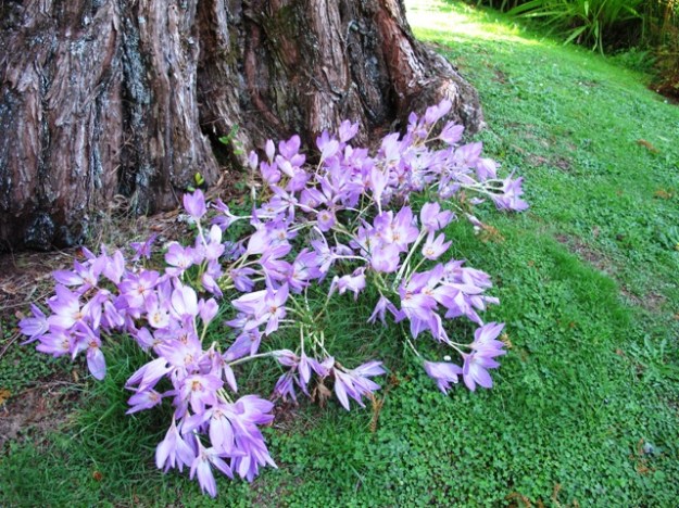 Colchicum autumnale 