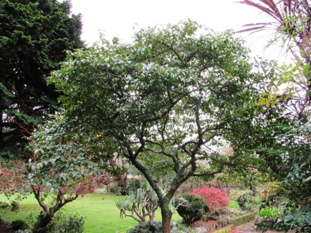 A mature Camellia Tiny Star makes an almost perfect small tree but it takes many years to get there