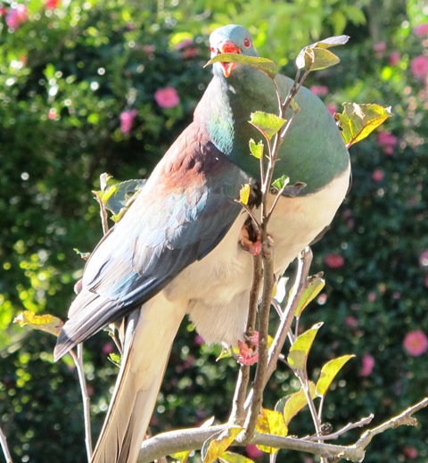 Kereru in the apple trees