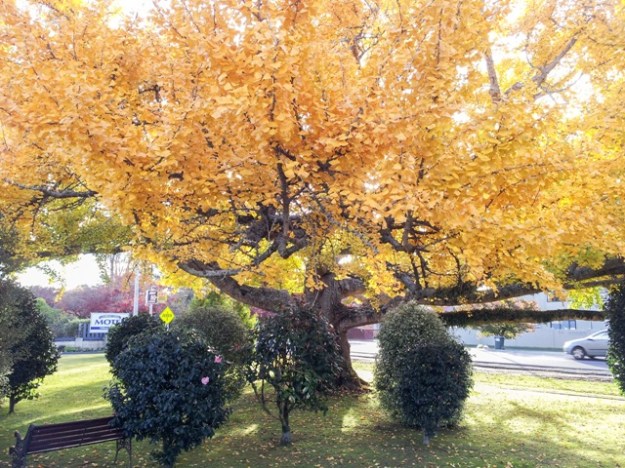 At the front of the Cambrian Lodge Motel in Cambridge on the main road to Hamilton, this ginkgo has been a remarkable sight for many years. Its wide spreading habit of growth belies the usual pyramidal form and may possibly be a result of having been topped and trimmed over several years earlier in its life. 