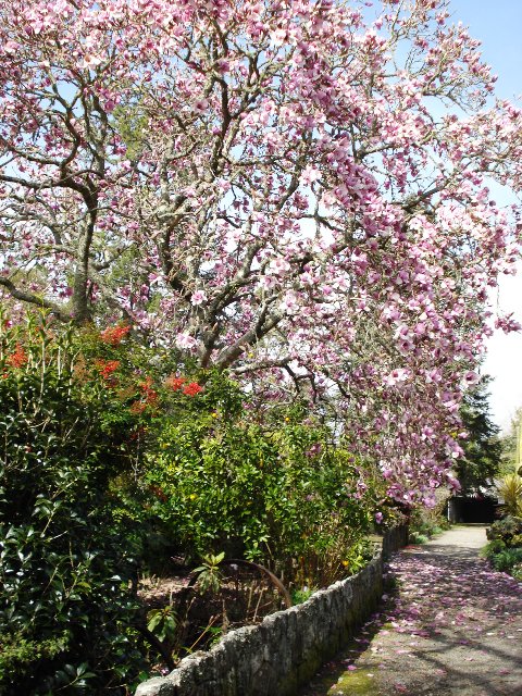 Magnolia Iolanthe is not going to stop growing when it has reached 2 or 3 metres