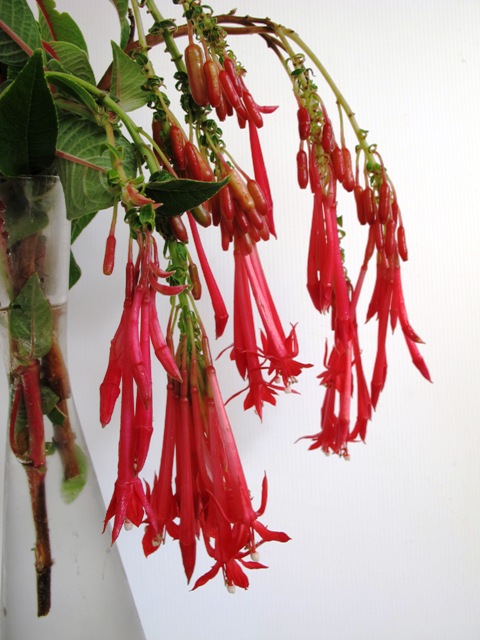 Rewarding but a weed here - Fuchsia boliviana 