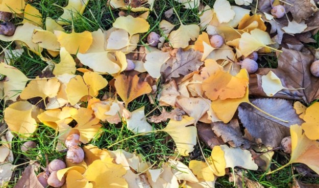 With so many ginkgos planted in the area, there are sufficient specimens of both male and female trees to get consistent crops of the nuts. While the outer casing emits a deeply unpleasant odour, the inner kernel is prized in traditional Chinese cuisine.