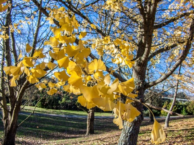 Ginkgo leaves have a distinctive fan shape. These are on a tree in the Gil Lumb Park in Leamington. The foliage has long been used in traditional Asian medicine, particularly for its alleged memory enhancing benefits.