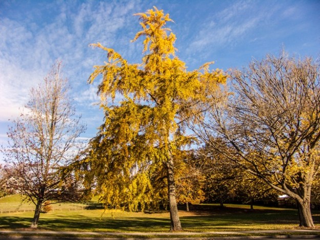 Trees take a while to mature and take on their final form but the usual conical shape can be seen developing in this tree which is in Lindsay Park in Leamington