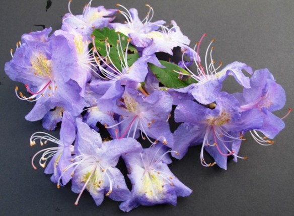 Plant Collector: Rhododendron augustinii | Tikorangi The Jury Garden