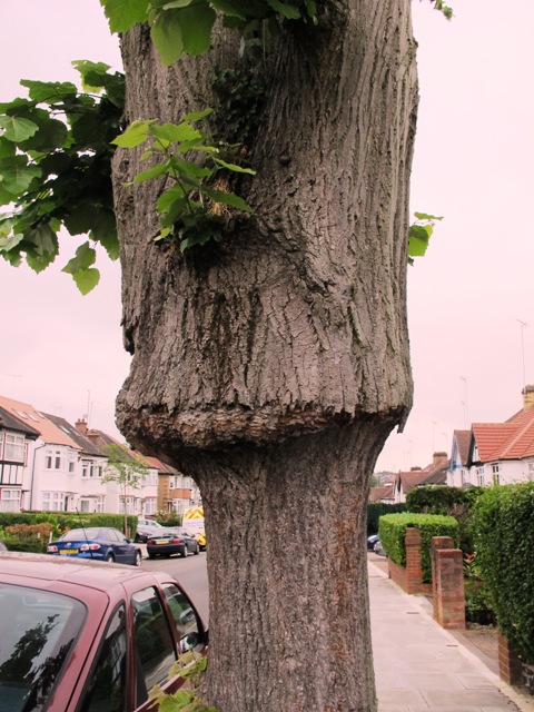 Tree Graft Incompatibility Garden lore: Friday August 1, 2014 | Tikorangi The Jury Garden