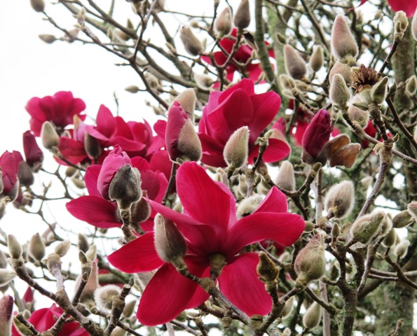 Magnolia Vulcan 