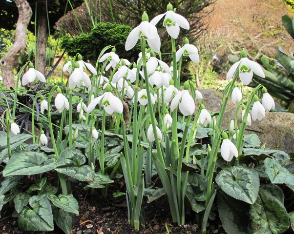 Galanthus  S. Arnott