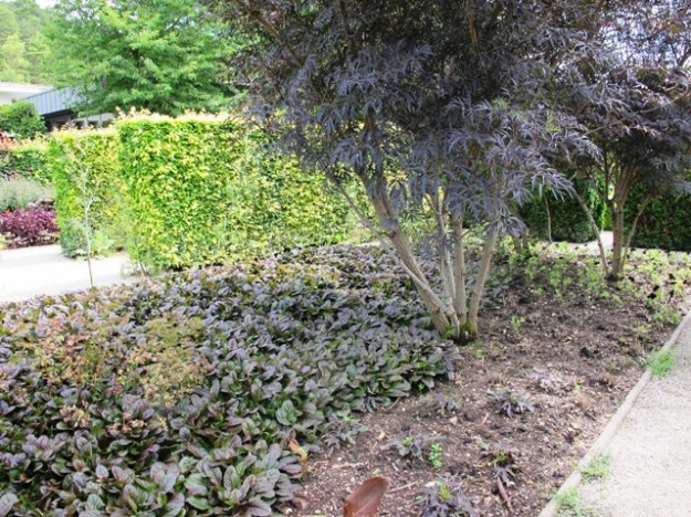 black gardens. Yes, black.