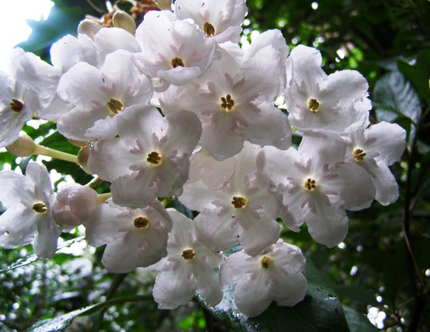 Luculia Fragrant Pearl