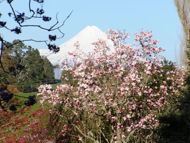 Magnolia campbellii 