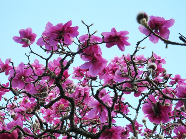 Magnolia Lanarth 