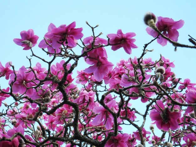 Magnolia Lanarth 