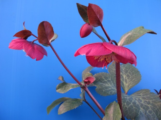 We are very impressed by Hellebore 'Anna's Red' 