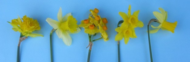 Left to right: An old, scented double variety often found in paddocks and around homesteads even today. The closest bloom I could find to a King Alfred type in our garden this week is this larger flowered cultivar with classic trumpet (corona) and skirt but in lemon. Third along is what is often called a jonquil with its delicious scent, but it is actually a N. tazetta hybrid which we think is ‘Soleil d’Or’. Next to it is one of my favourites, the fragrant N x ‘Odorus’ which is believed to be a natural jonquilla hybrid (crossed with psuedonarcissus). Finally on the right is ‘Peeping Tom’, rated a dwarf variety though somewhat larger in size than most dwarves. It is a remarkably reliable performer. 