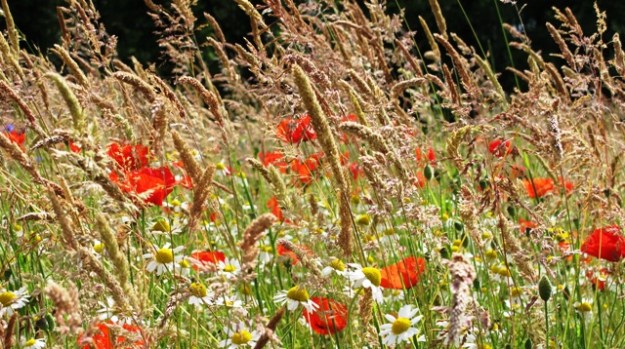 Still in its first season, this sown meadow features daisies, corn poppies and the naturally occurring Yorkshire fog