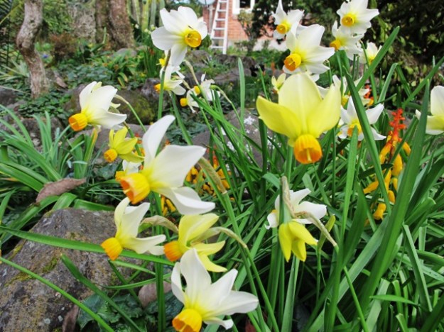 Narcissus ‘Beryl’ has yet to open her flowers this season but is another reliable performer amongst the dwarf narcissi. 