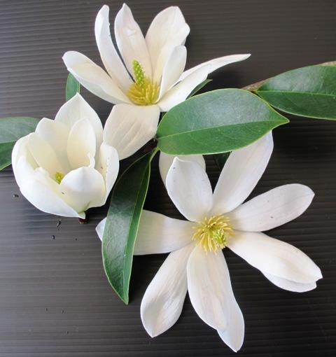 Mark's new 'Fairy Magnolia White'