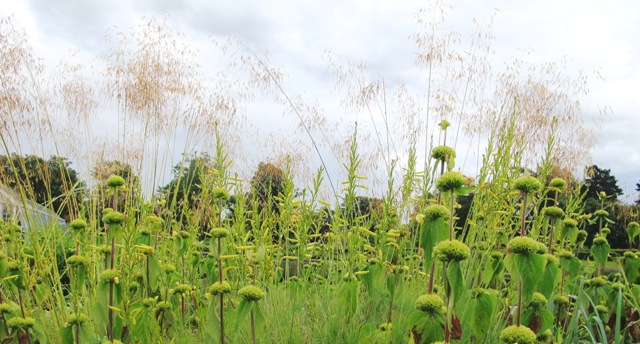 Stipa gigantea looks ethereal seen here with phlomis but it looks equally ethereal in everybody else's garden