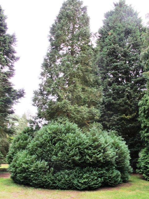 Chamaecyparis lawsoniana ‘Alumii’