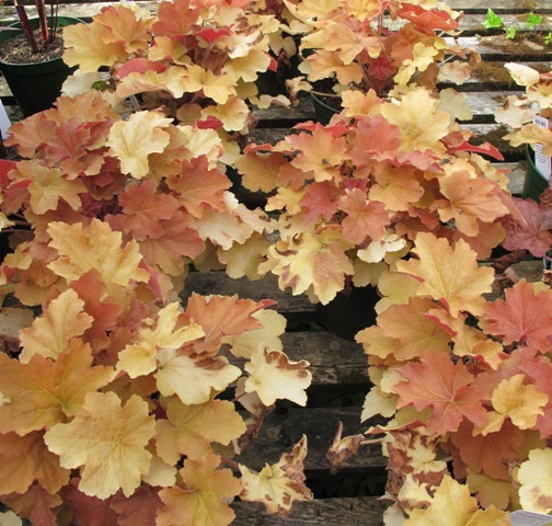 Great nursery plants - the autumn-toned heucheras look so interesting in the garden centre but I have yet to see them perform as garden plants 