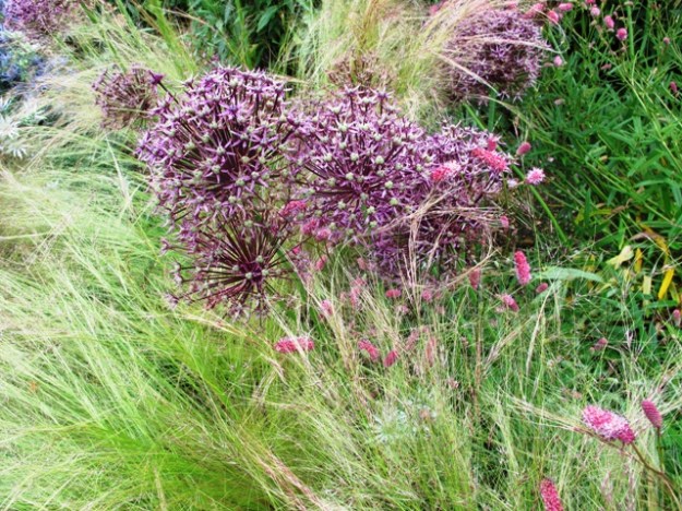 The shimmering Stipa tenuissima, seen here with alliums, but not a good choice for New Zealand where it has already been determined an invasive variety