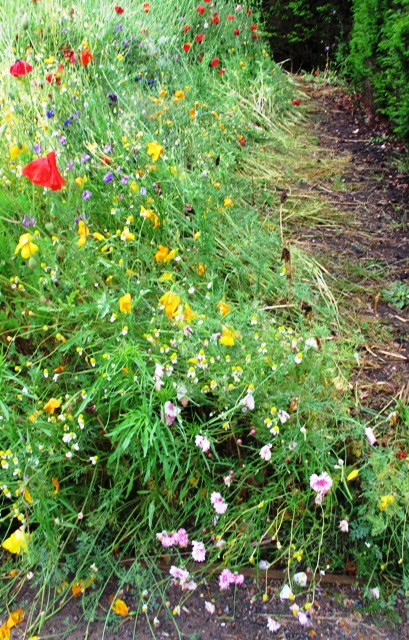 wildflower-rain-affected