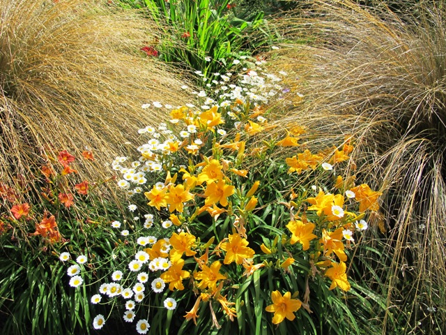  These are New Zealand grasses, seen at their best in a North Devon garden, Wildside  