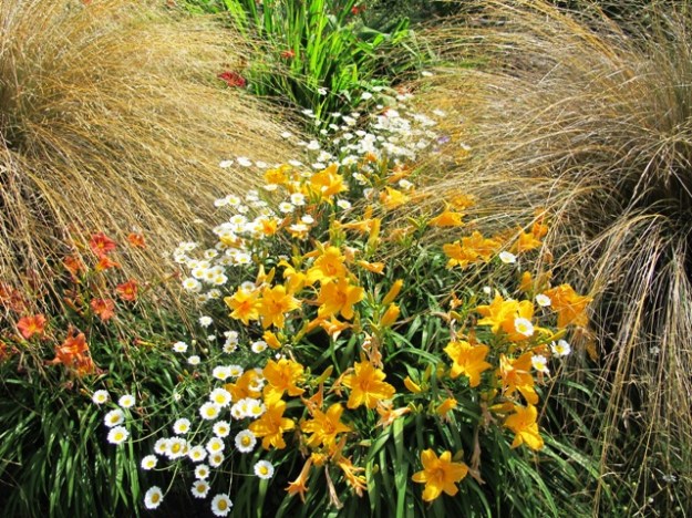 These are New Zealand grasses, seen at their best in a North Devon garden, Wildside