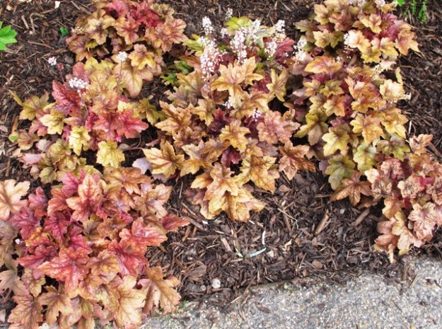 Neither spray damaged nor sickly - just hard to use well 