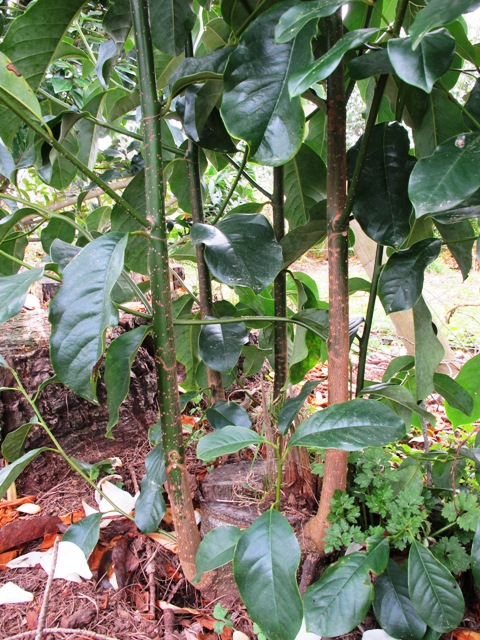 hazel is the traditional English material