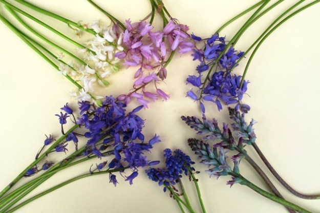Bottom left, clockwise: Spanish bluebells in blue, white and pink, allegedly English bluebells, blue lachenalias and grape hyacinths – muscari – which some people mistakenly refer to as bluebells.