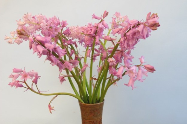 Pink Hyacinthoides almost certainly hispanica - I picked them because the light conditions were not good enough for the row  multiplying in the old vegtable garden to be photographed 