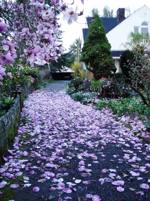 Petal carpets are a second delight 