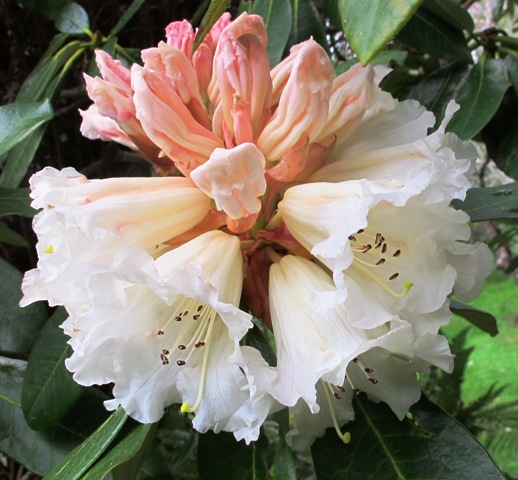 Rhododendron 'Eyestopper' 
