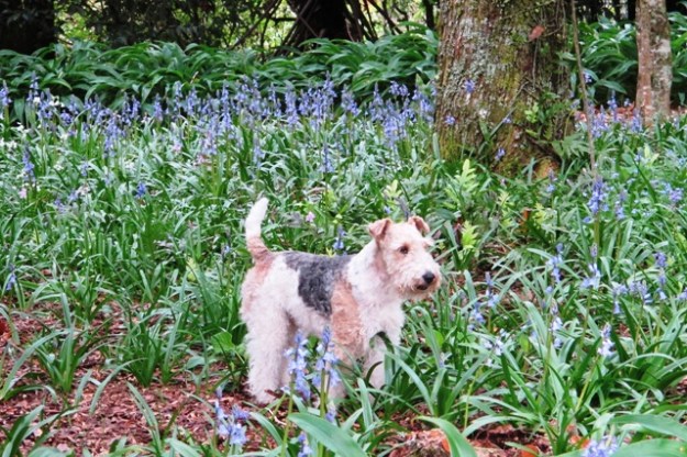 Flynn the dog did not show a great deal of respect for the Te Popo bluebells, alas 