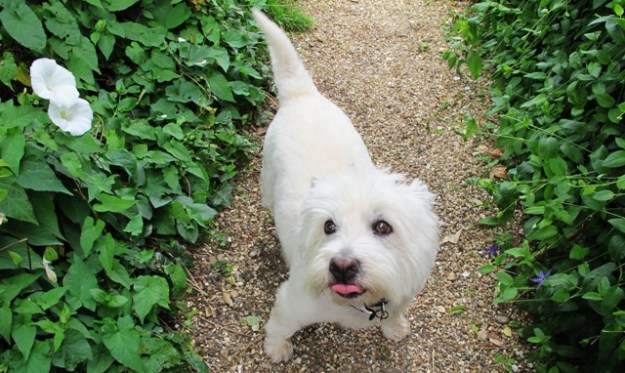 Convolvulus to the left, periwinkle to the right, plump marshmallow dog in the middle. 