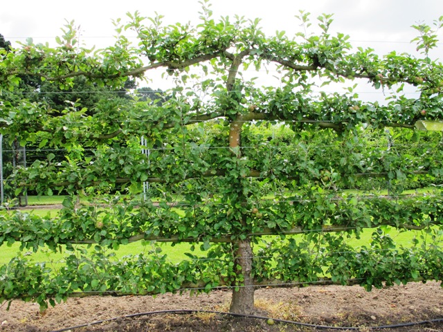 freestanding horizontal espalier