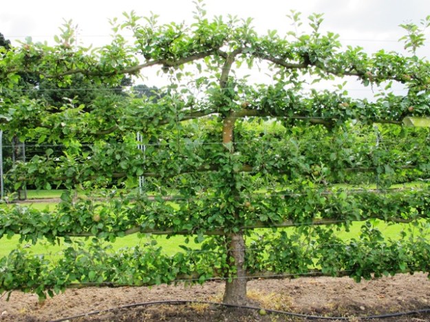 freestanding horizontal espalier