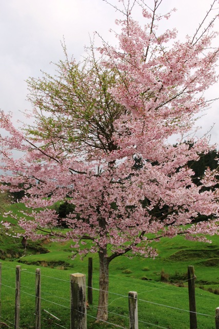 Indubitably witches' broom, not two trees 