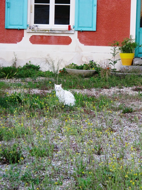 In the village of Giverny, even le chat français and le yellow plastic pot had a certain romantic charm in the evening light.