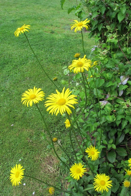 Doronicum orientale, not as was fixed in my mind, a geronicum 