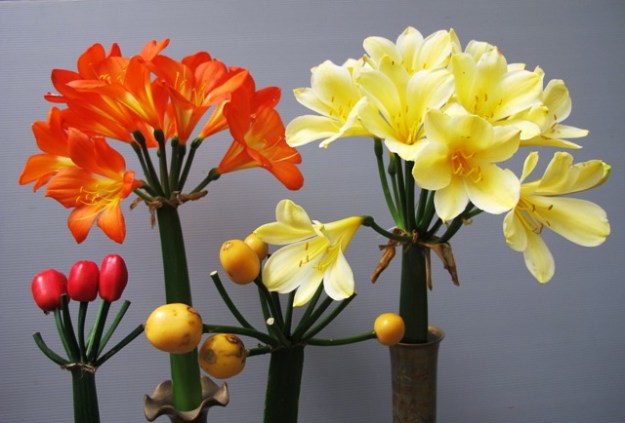 Clivia seeds and blooms